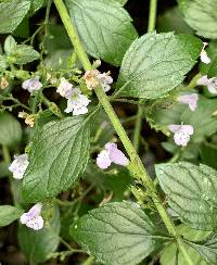 Calamintha nepeta image