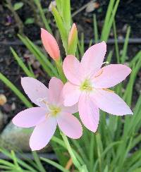 Hesperantha coccinea image