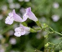 Calamintha nepeta image