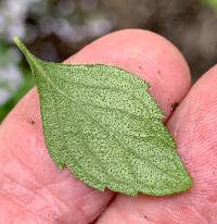 Calamintha nepeta image