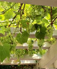 Vitis labrusca image