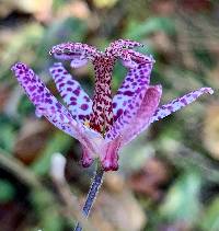 Tricyrtis hirta image