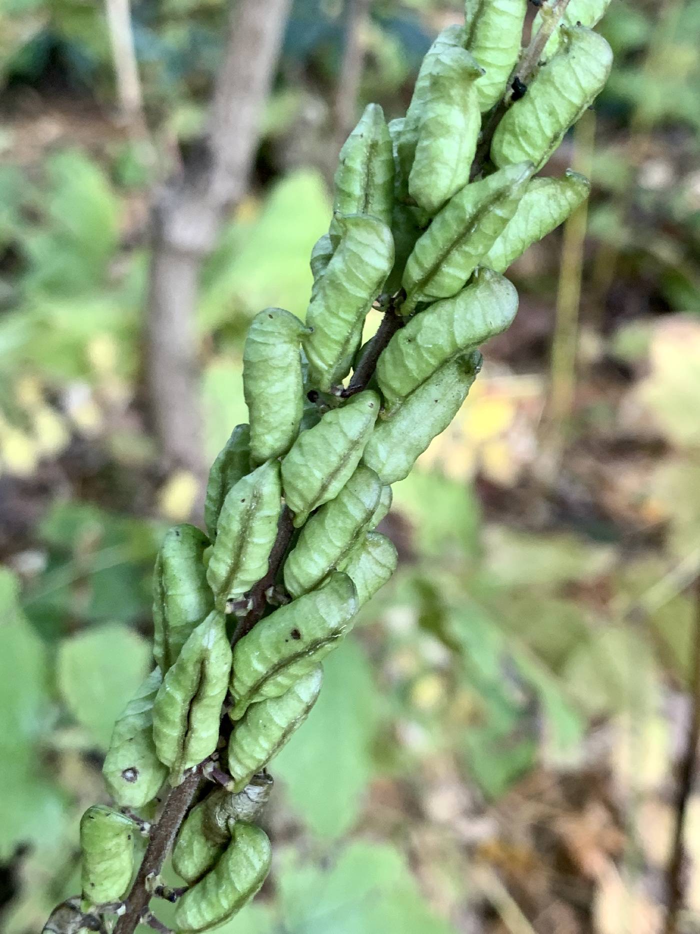 Actaea rubifolia image