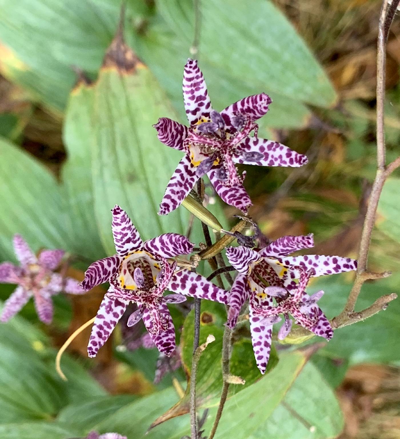 Tricyrtis hirta image