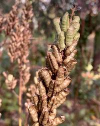 Actaea rubifolia image