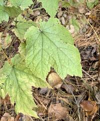 Actaea rubifolia image