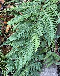 Image of Woodwardia unigemmata