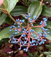 Viburnum davidii image