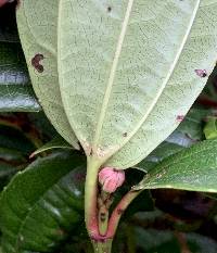 Viburnum davidii image