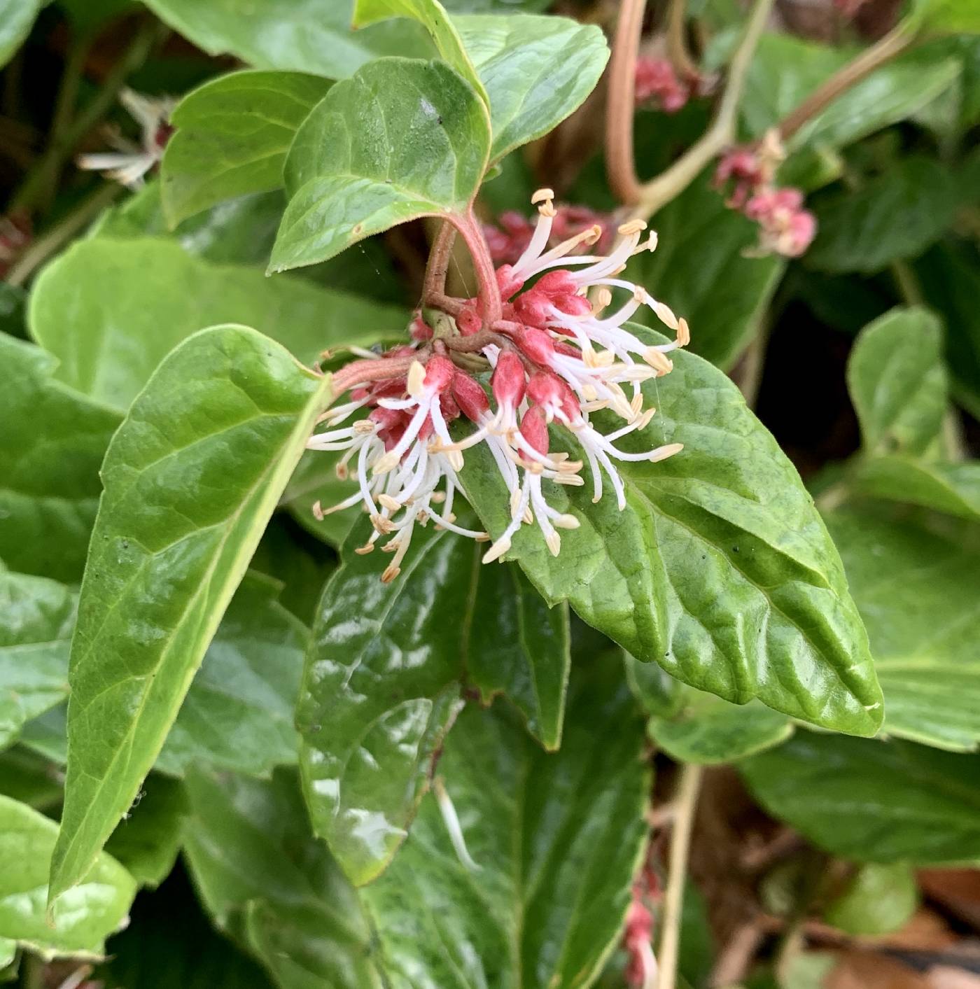 Pachysandra axillaris image