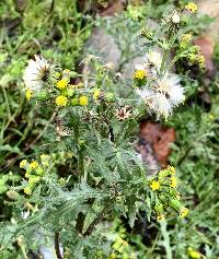 Senecio vulgaris image