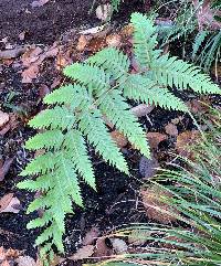 Woodwardia unigemmata image