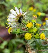 Senecio vulgaris image