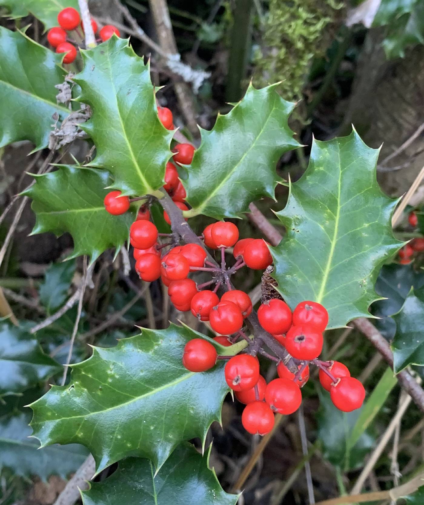 Ilex aquifolium image