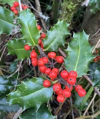 Image of Ilex aquifolium