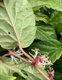 Pachysandra axillaris image