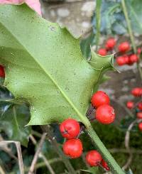 Ilex aquifolium image