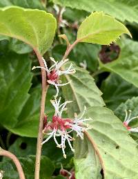 Pachysandra axillaris image