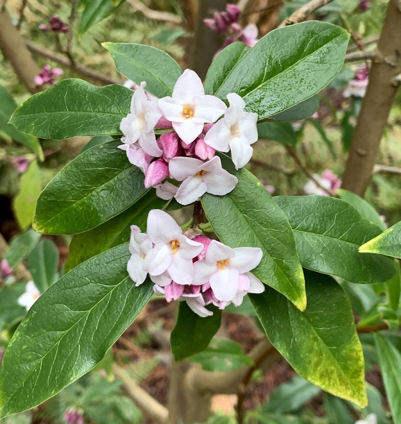 Thymelaeaceae image