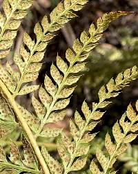 Polystichum aculeatum image