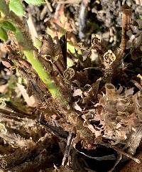 Polystichum aculeatum image