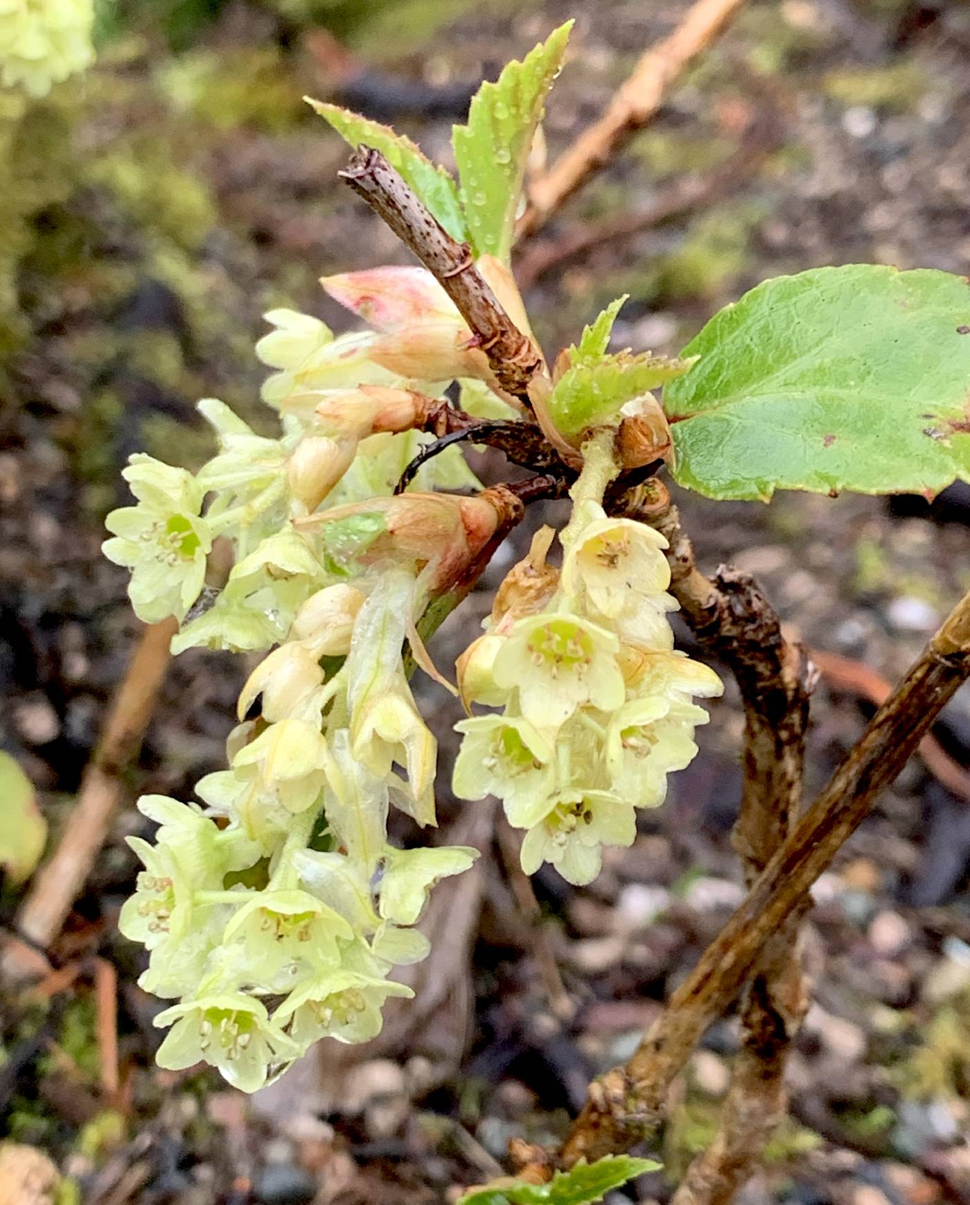 Ribes laurifolium image