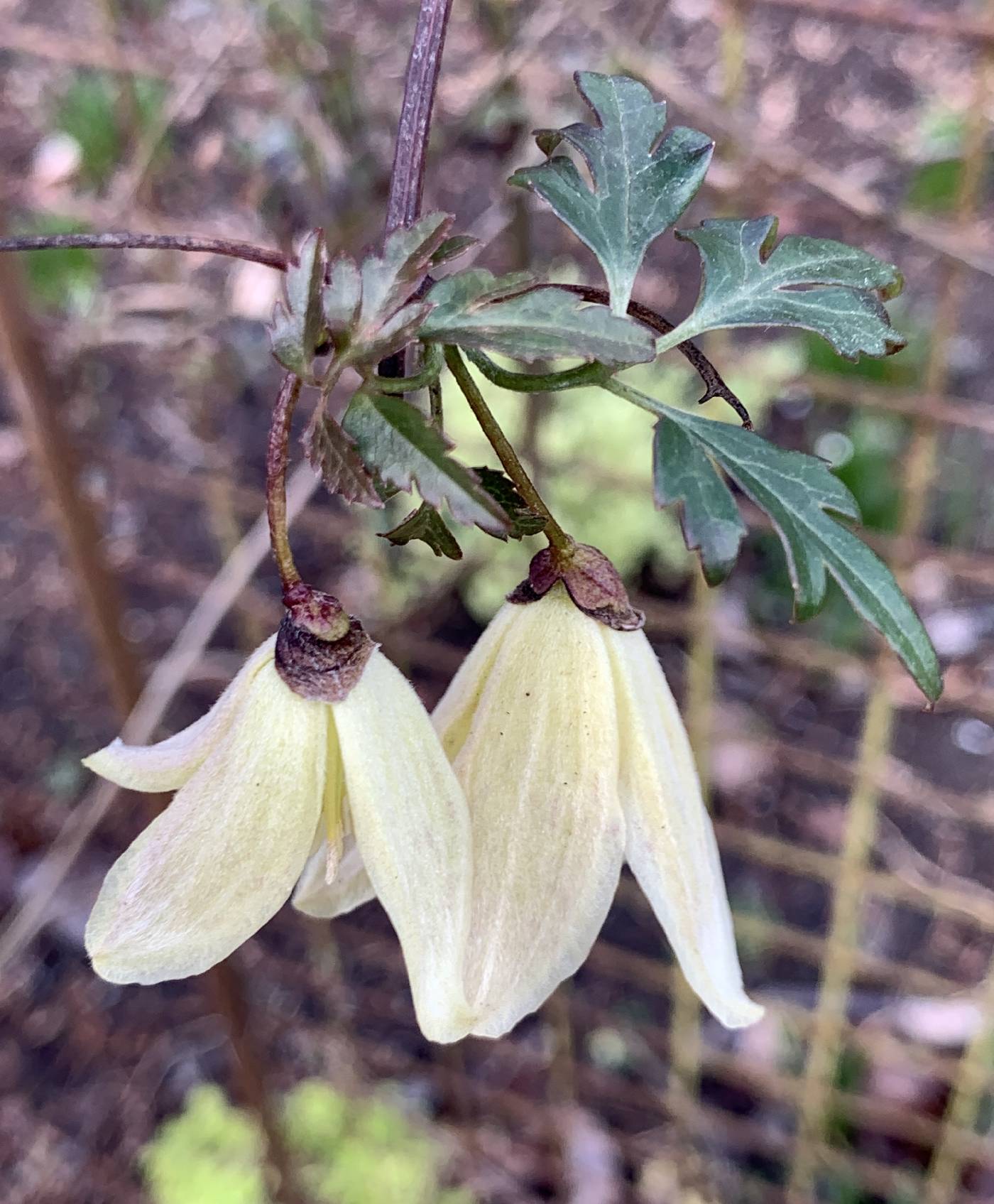 Clematis cirrhosa image