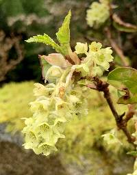 Ribes laurifolium image