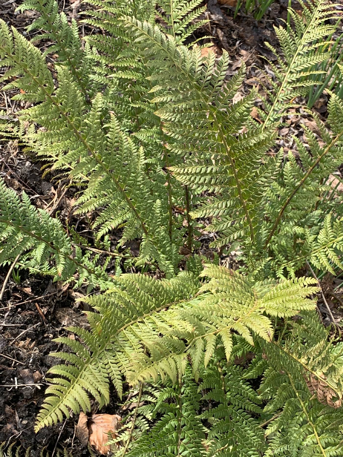 Polystichum aculeatum image