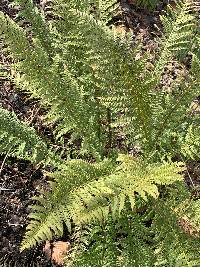 Image of Polystichum aculeatum