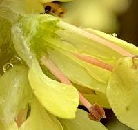 Corylopsis veitchiana image