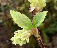 Ribes laurifolium image