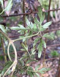 Clematis cirrhosa image