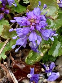 Synthyris missurica subsp. stellata image