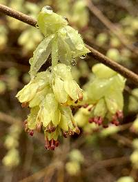 Media resource of Corylopsis veitchiana