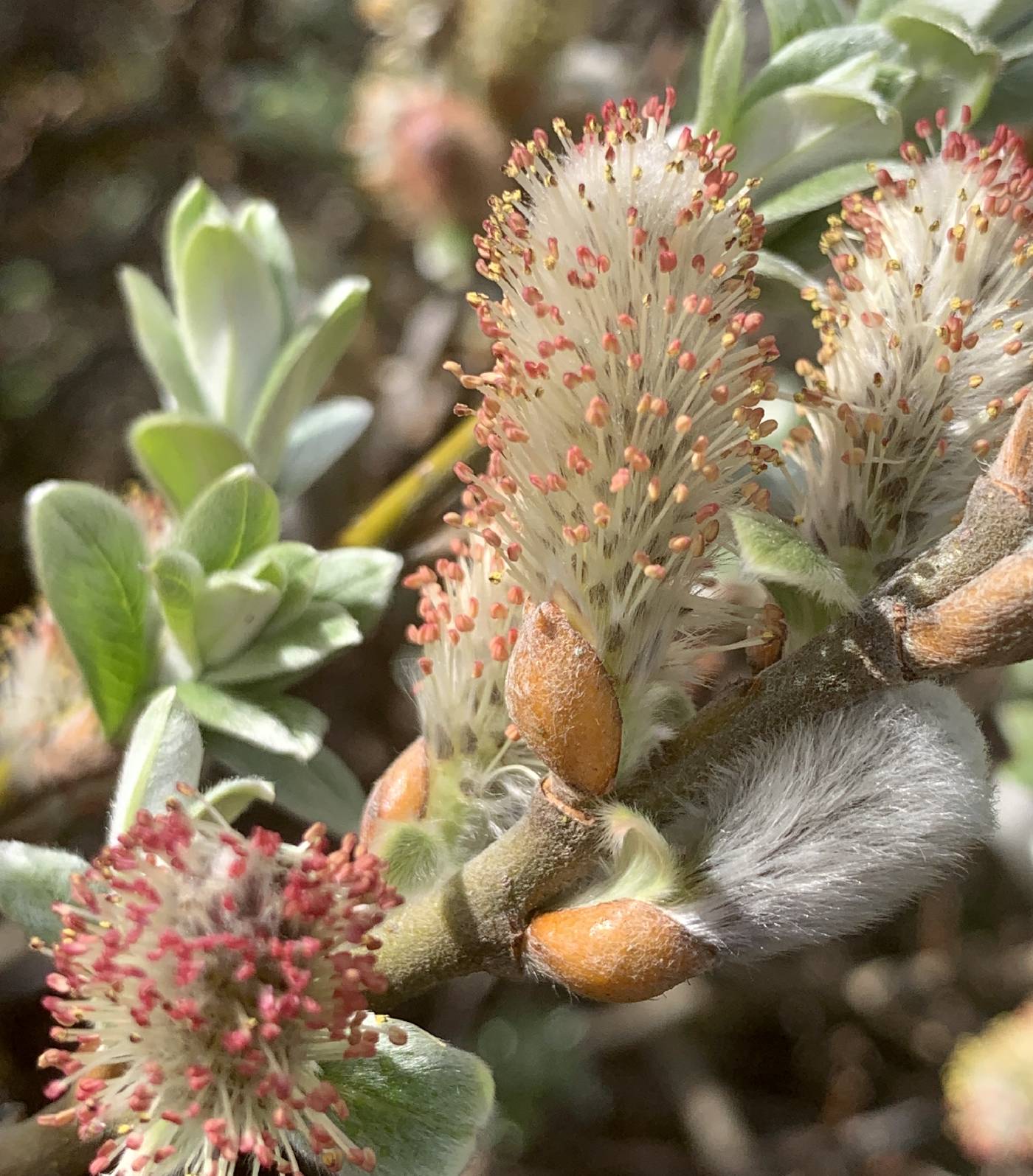 Salix helvetica image