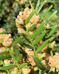Cephalotaxus harringtonii image