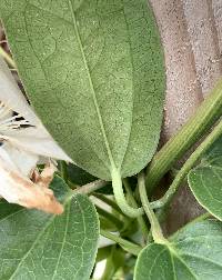 Clematis armandii image