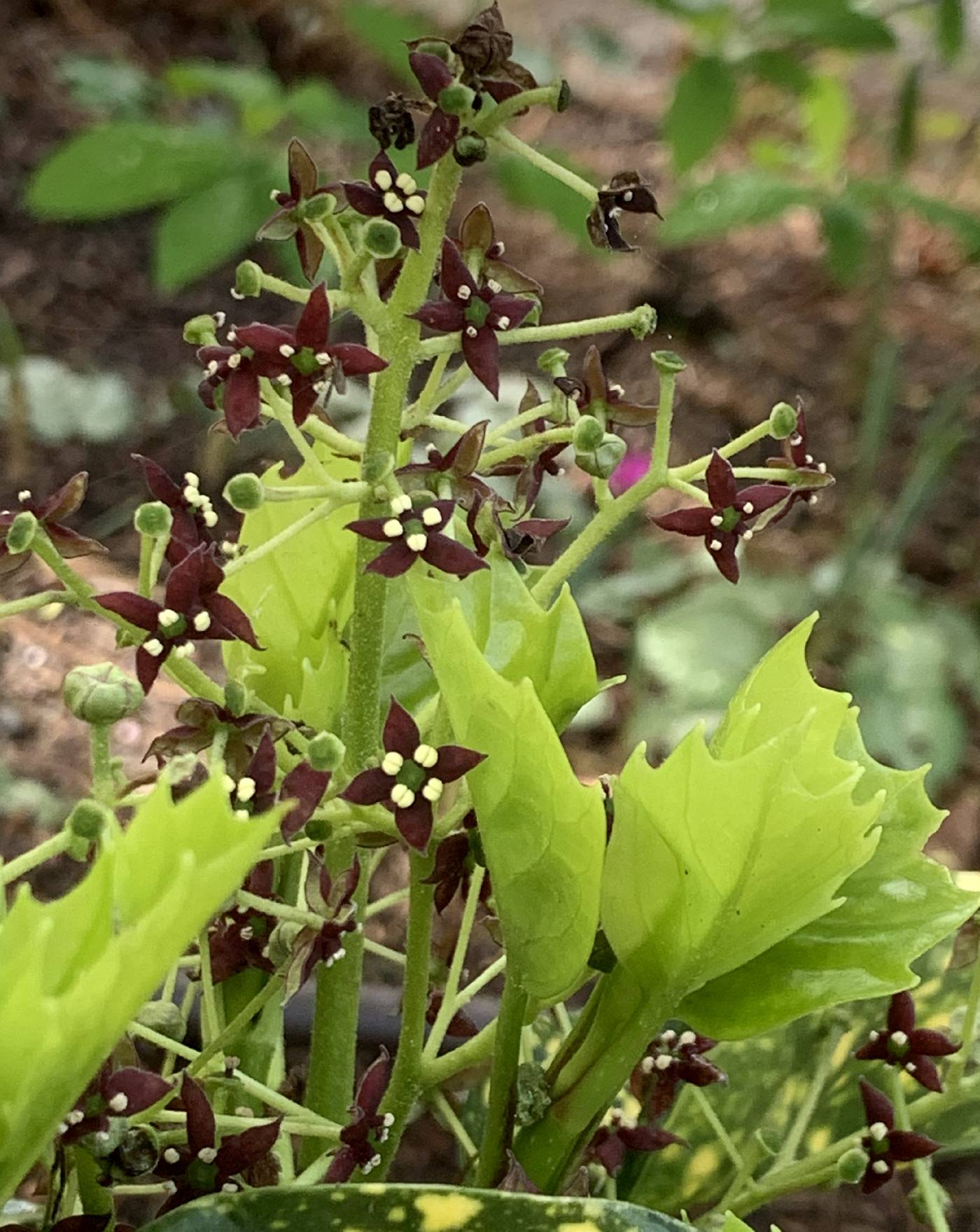 Aucuba japonica image