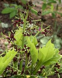 Media resource of Aucuba japonica