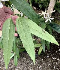 Clematis armandii image