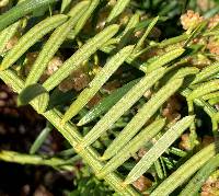 Cephalotaxus harringtonii image