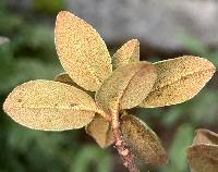 Rhododendron lapponicum image