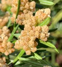 Cephalotaxus harringtonii image