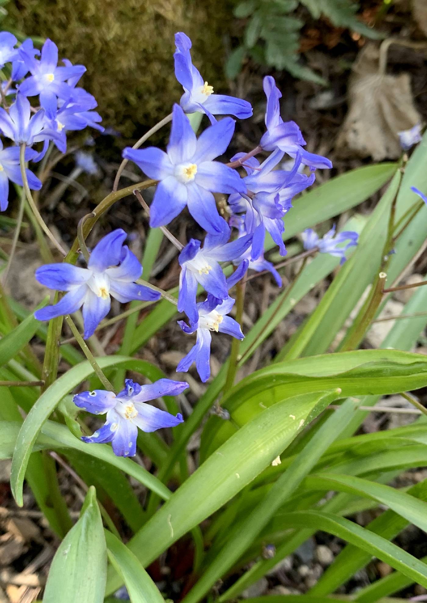 Scilla image
