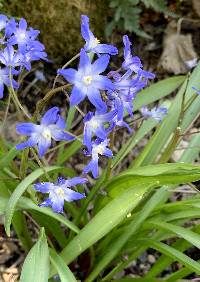 Media resource of Scilla forbesii