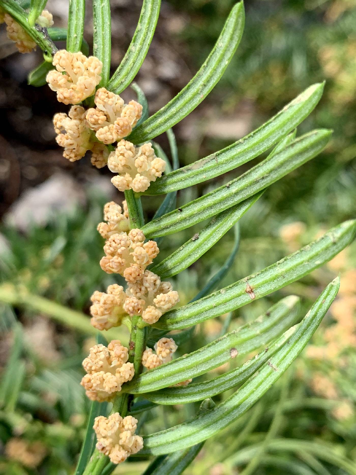 Taxaceae image