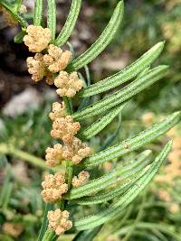 Media resource of Cephalotaxus harringtonii