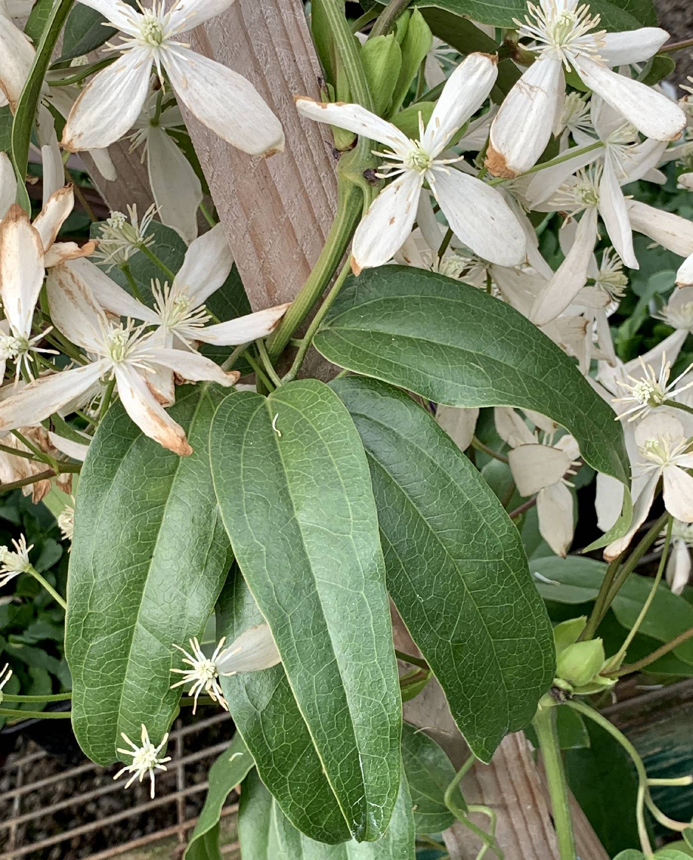 Clematis armandii image