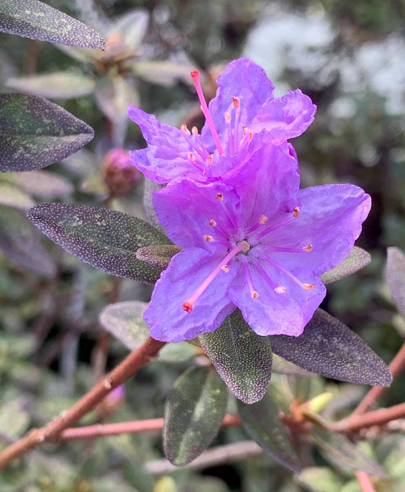 Rhododendron lapponicum image